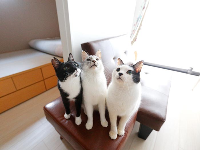 じゃらしの先を眺めて。