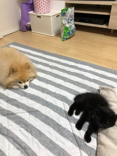 「じーっ」猫が大好きなポポくん。以前、田村さんの実家にいた黒猫ジジを思い出したのか、興味津々（田村さん提供）