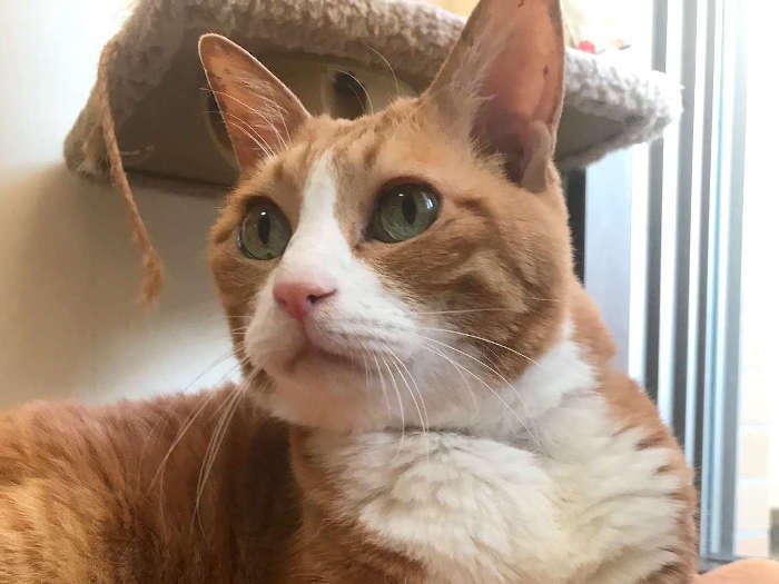 この写真を参考に、作品を作りました