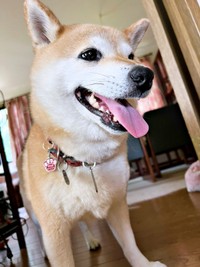 きゅるんとした瞳がかわいい桃ちゃん（画像提供：2代目マサイノセンシ1026（Ver1.25）さん）