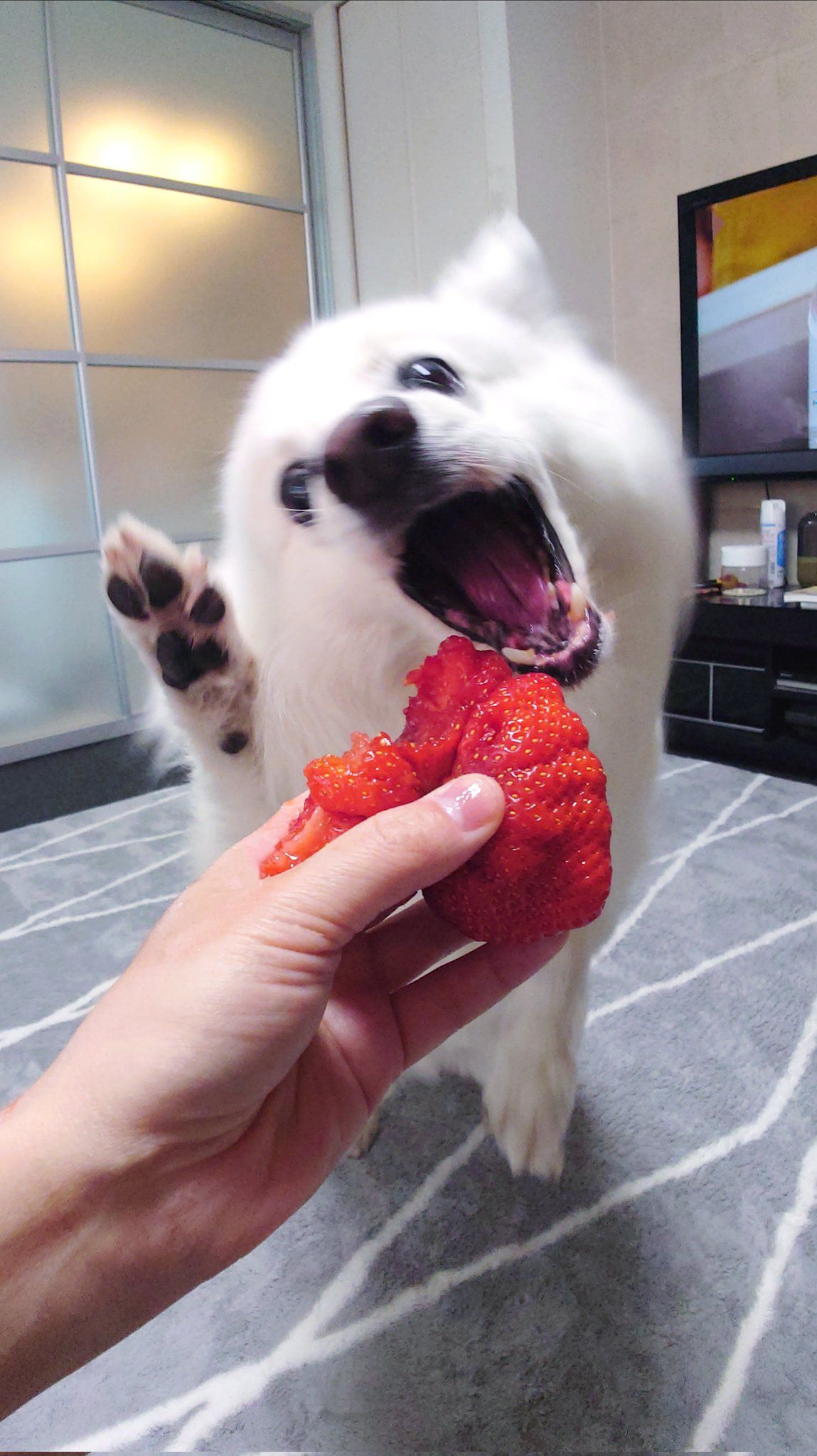 わぁ♡イチゴ！」犬のリアクションが可愛すぎ「通販番組に出演できる