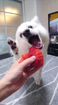 大好きないちごにかぶりつく直前の臨場感のある楽くん（提供：くーさんママさん）