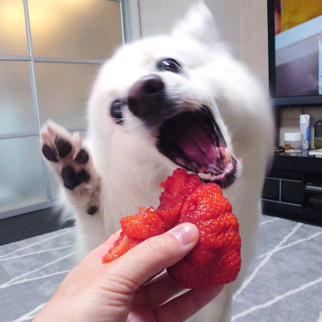 大好きないちごにかぶりつく直前の臨場感のある楽くん（提供：くーさんママさん）