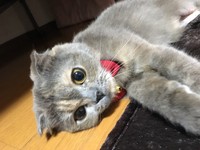 子猫の頃