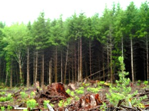 投資呼び込む「木の畑」　森をどう生かす