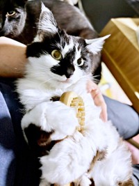 ブラシを抱えたまま膝上でくつろぐあわせちゃん（画像提供：毛玉が2匹さん）