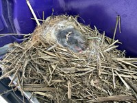 巣の中で眠るセグロセキレイのヒナたち（画像提供：限界1or8副代表アツシさん）