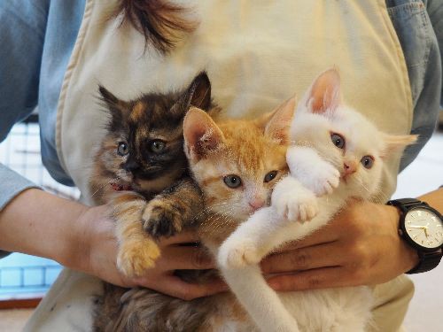 猫の映画を見た後、保護猫に出会う　映画館で譲渡会