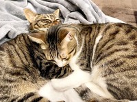 寄り添って眠る真良くん（左）と南南くん（右）（画像提供：まよなんさん）