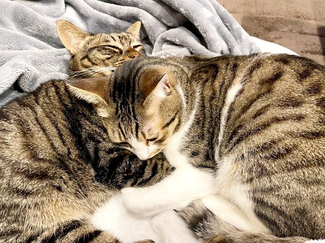 寄り添って眠る真良くん（左）と南南くん（右）（画像提供：まよなんさん）