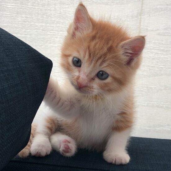 家にきたころの「ルナ」