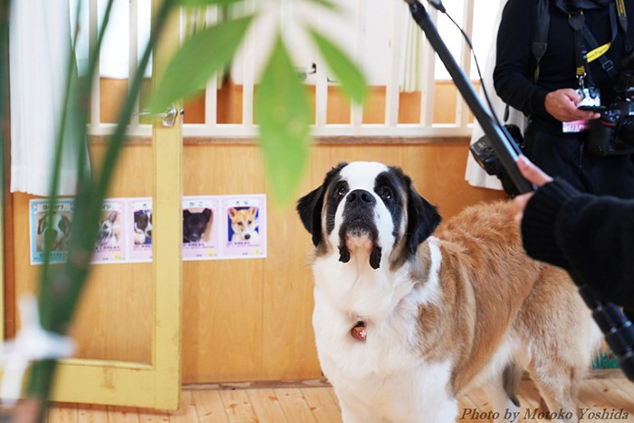 当日はTVクルーも来ていたため、頭上に動くマイクに興味津々のヨーゼフくん。中身はまだまだ子犬のようなヤンチャさを持つ