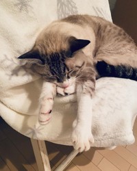 これが本当の寝落ちだにゃ