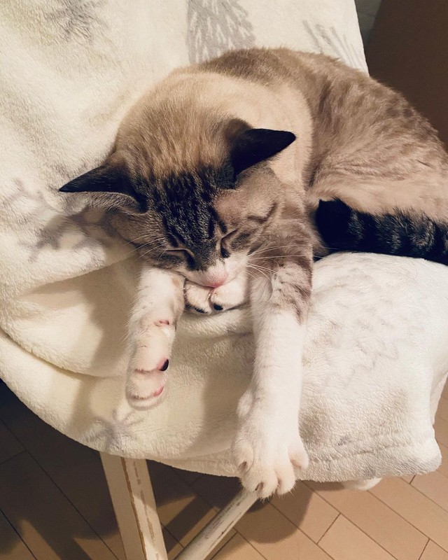 これが本当の寝落ちだにゃ