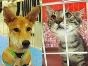 【アンケート】保護犬、保護猫についての疑問や知りたいことを教えてください！