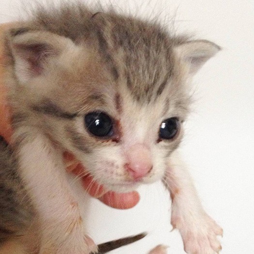 保護当時、まだ産毛の子猫