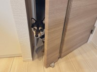 飼い主さんに大好きなお散歩の時間を知らせに来た煮豆くん（画像提供：【黒豆柴】煮豆さん @nimame_0130）