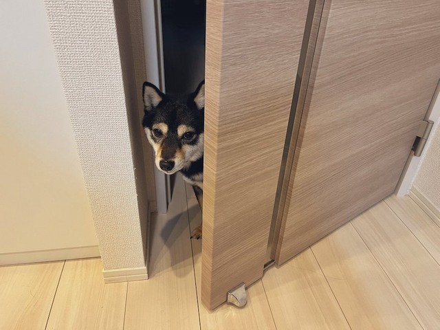 飼い主さんに大好きなお散歩の時間を知らせに来た煮豆くん（画像提供：【黒豆柴】煮豆さん @nimame_0130）