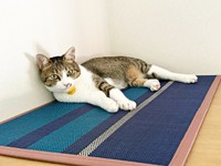 美しいキジ白猫へと成長したポポくん（画像提供：YuuuuJtny-Kさん）