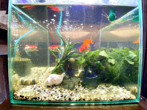 カラスからもらった貝殻は水槽に飾られました（画像提供：てつトチさん）