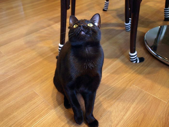 やんちゃなのり巻きは、動くものを見れば即ロックオン