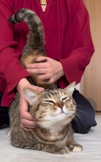 そこそこ・・・なでなでね（つむぎちゃんの飼い主さん提供、Instagramよりキャプチャ撮影）