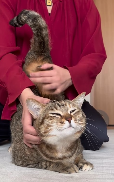 そこそこ・・・なでなでね（つむぎちゃんの飼い主さん提供、Instagramよりキャプチャ撮影）