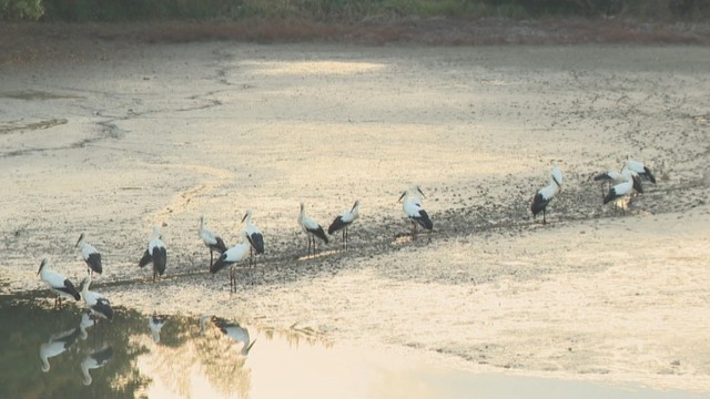 約20羽のコウノトリが飛来　過去に繁殖したペアの家族かは不明　香川・まんのう町