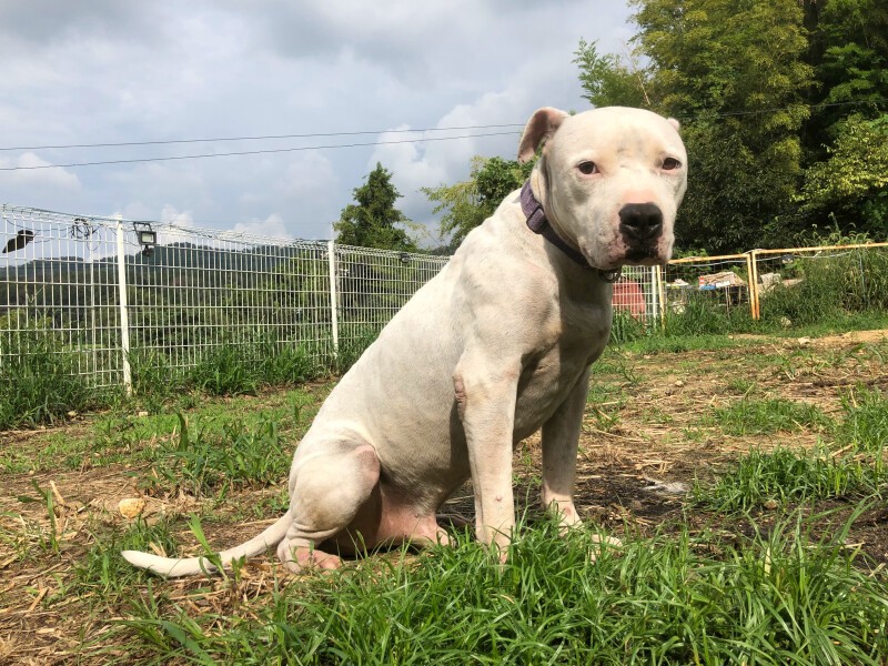 違法な闘犬に用いられていた犬（北村さん提供）