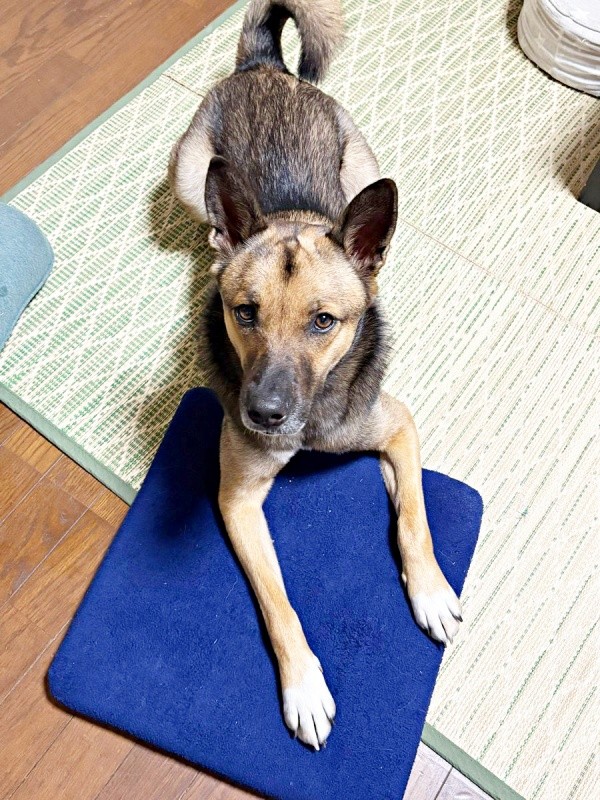 飼い主さんを見上げるばつ丸くん。家でもこうしてよく見つめてくれるそう（画像提供：あやさん）