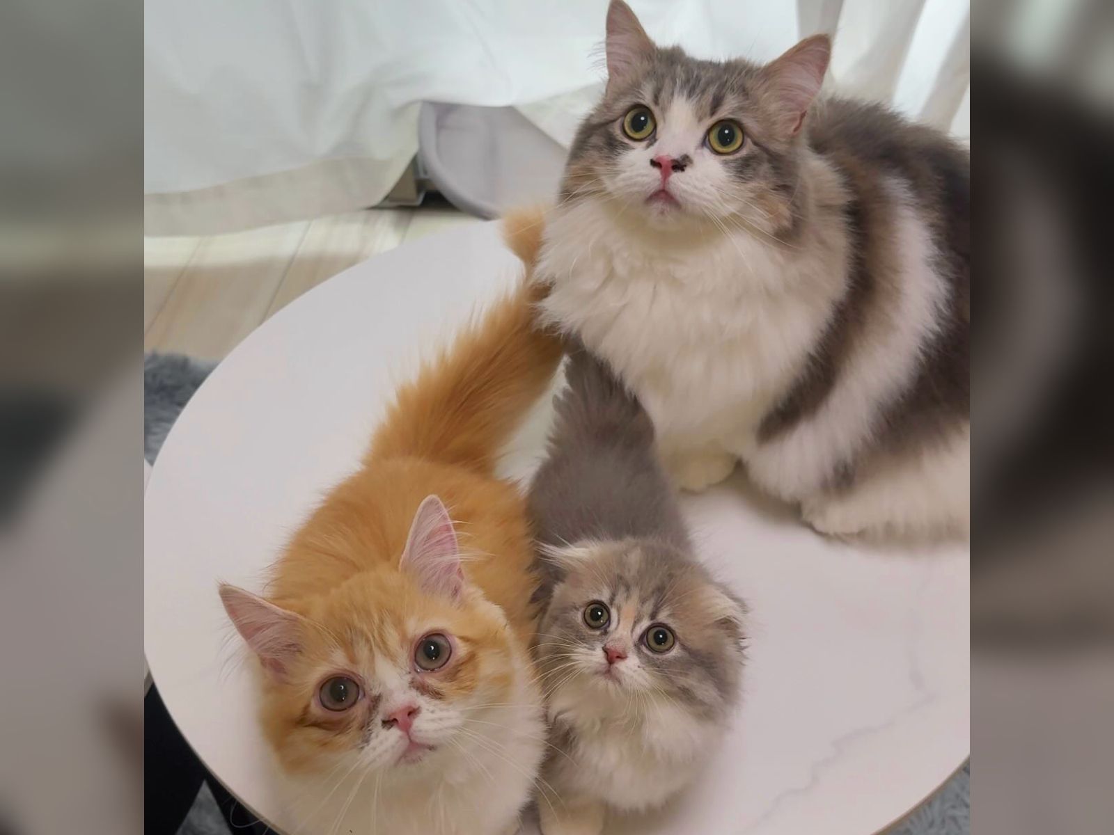わかった、わかったから～！」妹への“愛が重すぎる”子猫 熱烈な毛づ