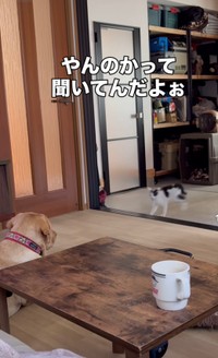 この距離なら逃げ切れる…はず！（moze_labradorさん提供、Instagramよりキャプチャ撮影）