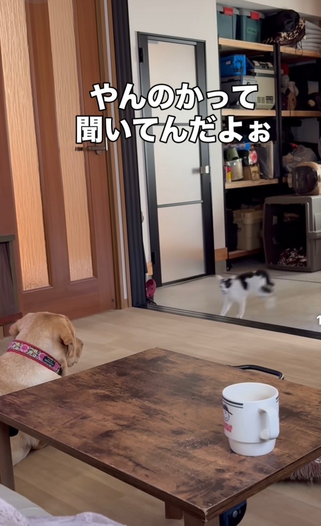 この距離なら逃げ切れる…はず！（moze_labradorさん提供、Instagramよりキャプチャ撮影）