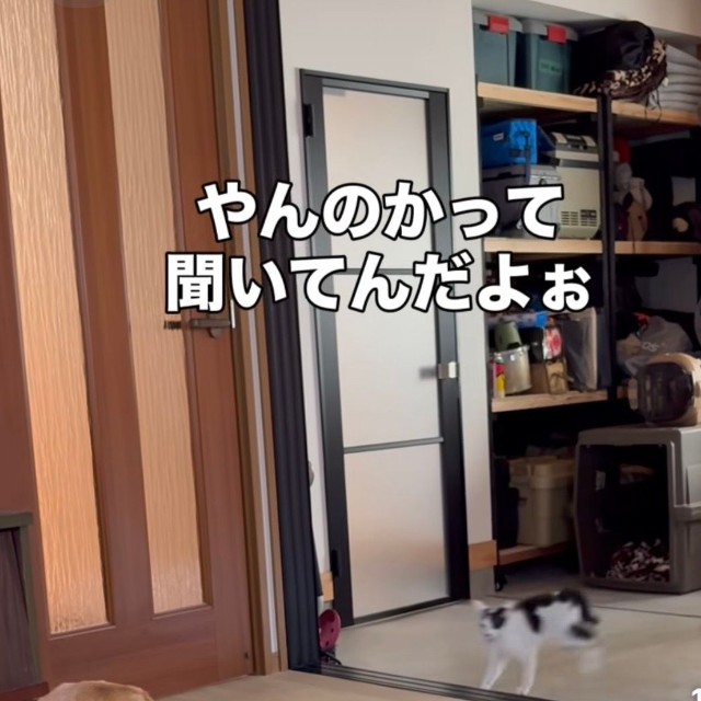 この距離なら逃げ切れる…はず！（moze_labradorさん提供、Instagramよりキャプチャ撮影）