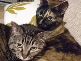 追うと逃げる、隠れて出てこない…　来客で猫らしさ全開