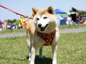 家に来てまだ１カ月半だけど、ずーっと一緒にいるみたいな気分　柴犬「しずく」