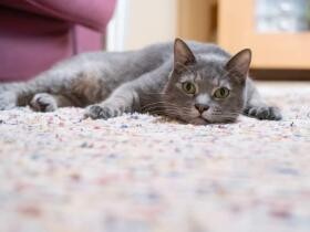 マンションで愛猫が脱走し警察が保護　パニックになった飼い主がとった行動は