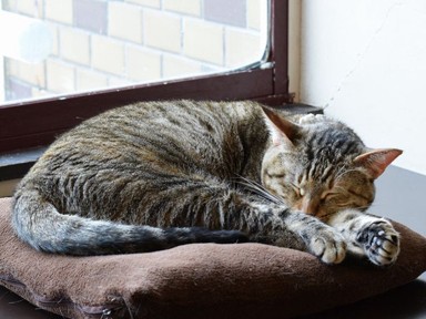 ペット可の賃貸探しに成功する秘訣　不動産業者を味方につける！