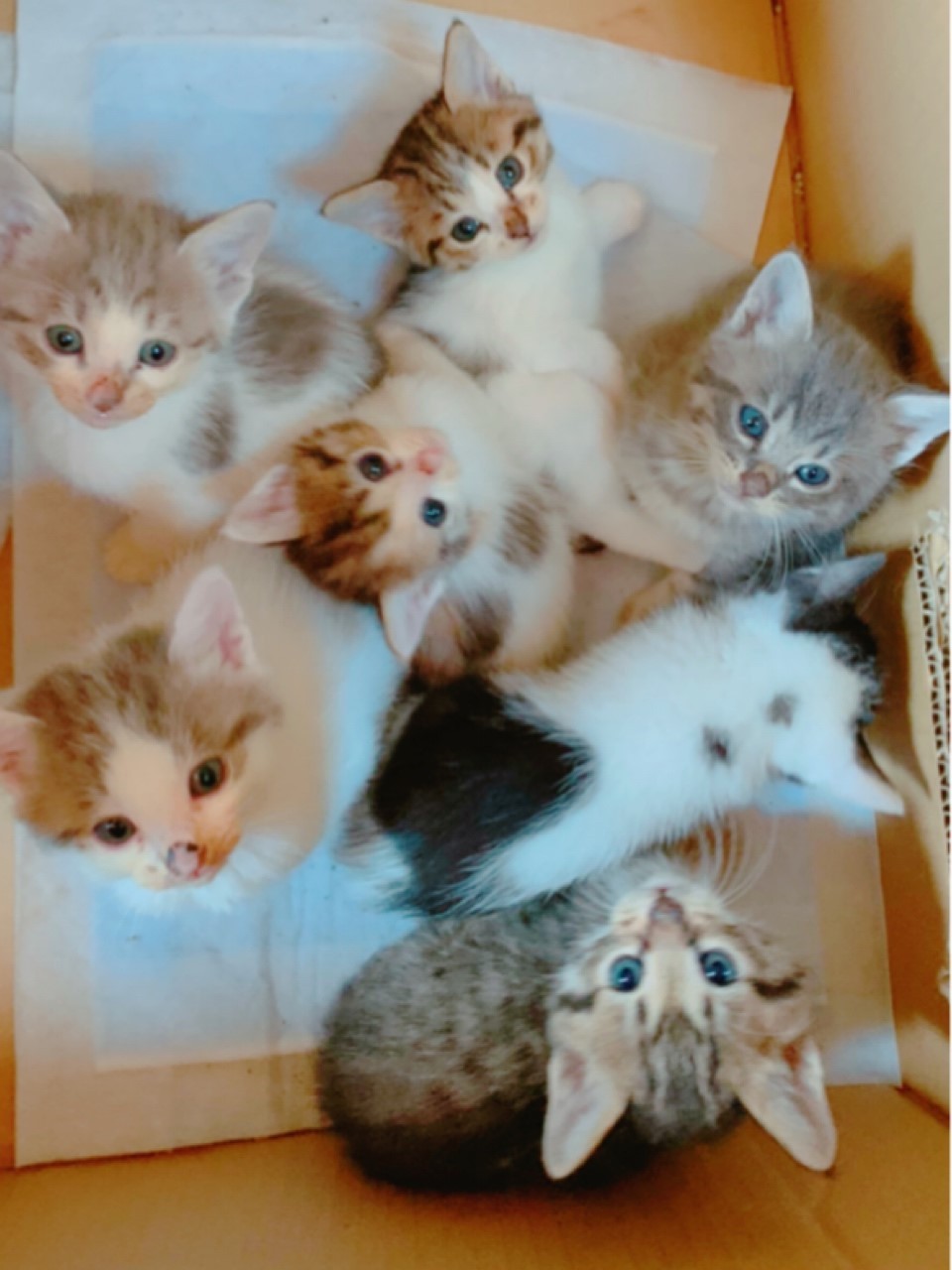 7匹の子猫を育てる母猫の姿に感動 車庫に“不法侵入”ながらも野良猫一家