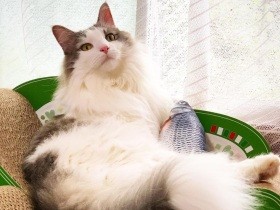 SNSで兄弟猫との縁がつながった　ノルウェージャンフォレストキャット「ポンタ」