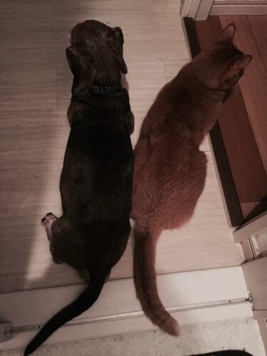 背中をくっつけるアルマとミュウ（辻さん提供）