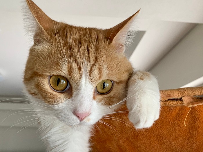 おやつが欲しい時間