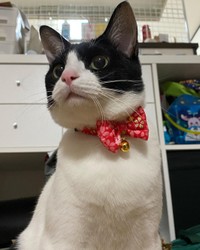 赤いリボンの首輪が似合う