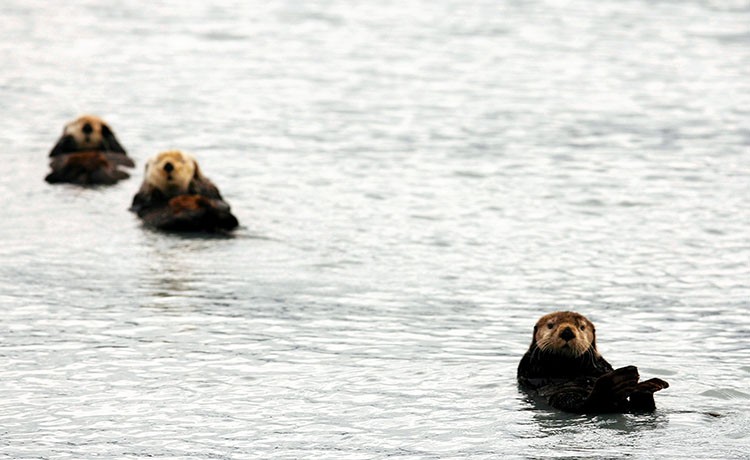 Sea otters float on their backs in the waters of Prince William Sound near the town of Valdez, Alaska August 9, 2008. REUTERS/Lucas Jackson  (UNITED STATES)