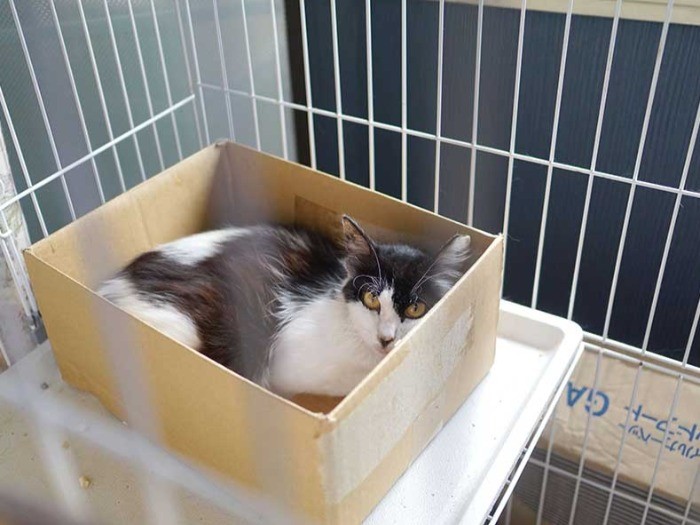 中野のシェルターのマスコット的な存在、ななめちゃん