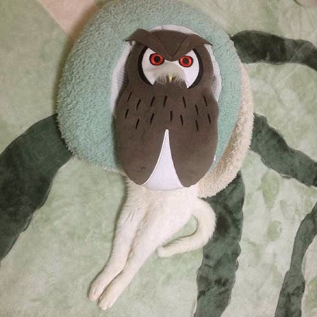 フクロウ猫さん（写真協力・＠shidameeeさん／白夜書房提供）