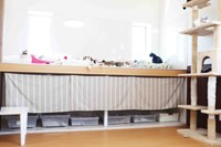 お気に入りの場所でくつろぐ猫