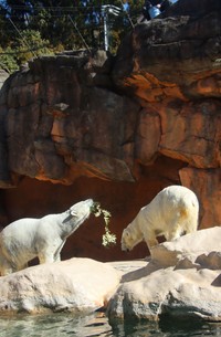 時々もらう木の枝が２頭とも大好きだそう