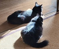 黒猫クロさんの愛猫、クロくん（左）ともすっかり仲良しになった母猫さん（右）（画像提供：黒猫クロさん）