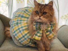 ご長寿になってツンデレから甘えん坊になってきたかも　ペルシャ「モカ」